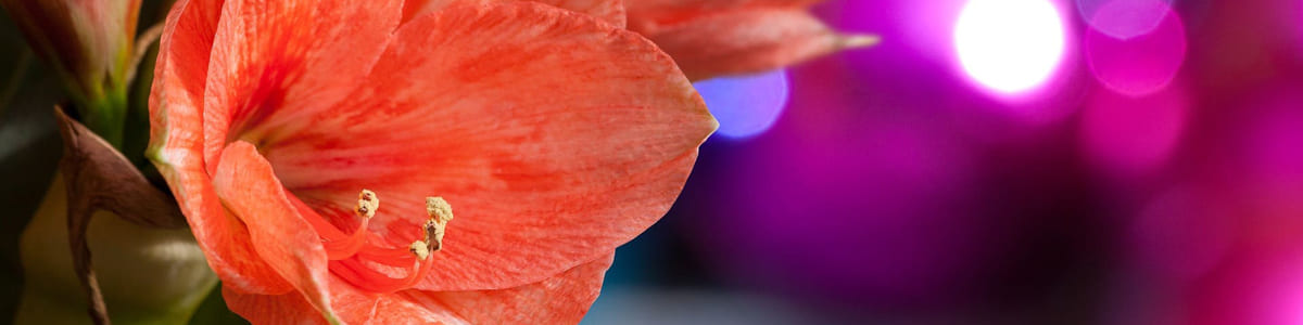 AMARYLLIS