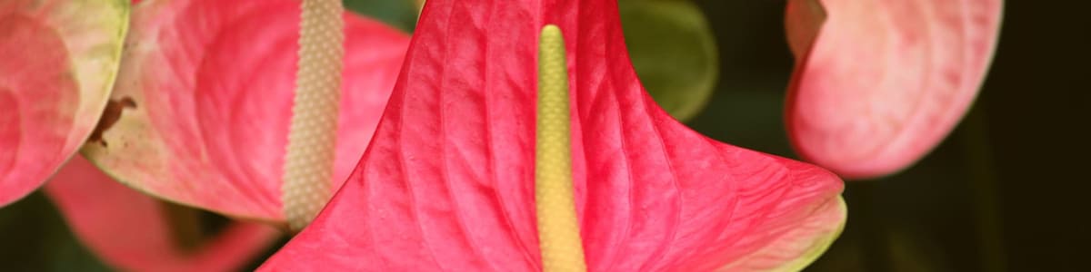 ANTHURIUM