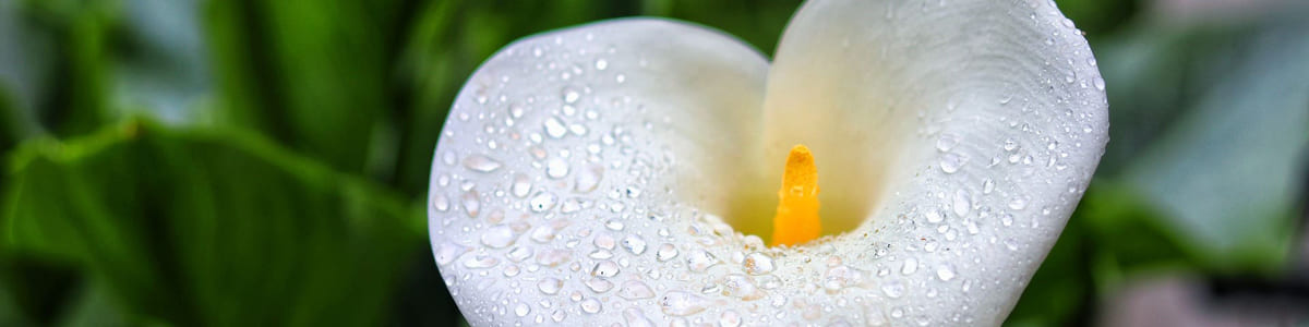 ARUM