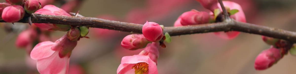 BRANCHAGE