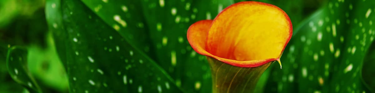 CALLA