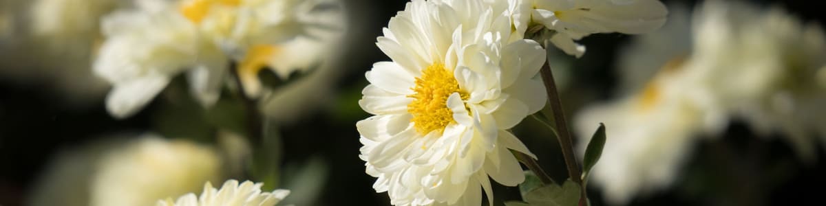 CHRYSANTHEME