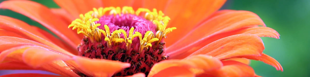 GERBERA