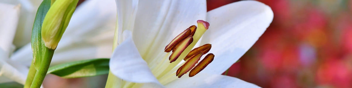 LYS