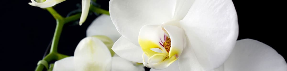 ORCHIDEES