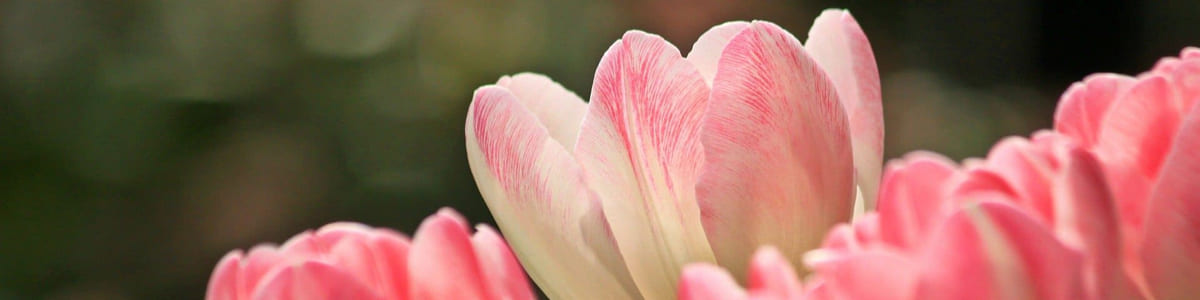 TULIPES