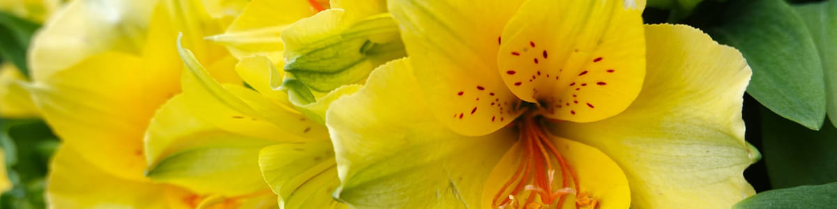 ALSTROEMERIA