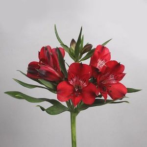 ALSTROEMERIA ADELE 75
