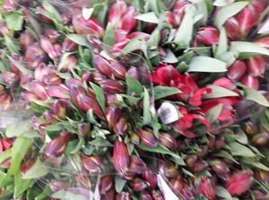 ALSTROEMERIA 65 KENYA
