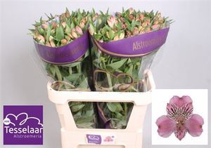 ALSTROEMERIA ISHII 60