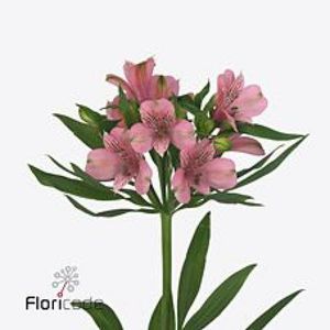 ALSTROEMERIA ELEGANCE 75