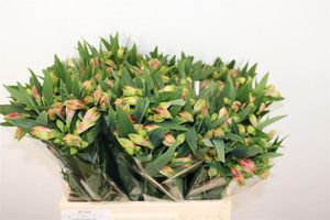 ALSTROEMERIA RANOMI 60