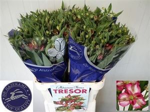 ALSTROEMERIA TRESOR XL NEW 85