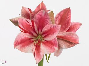 AMARYL. GERVASE 80 F X12