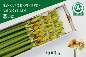 AMARYL. MOCCA 70 4FX18