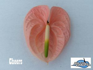 ANTHU CHEERS 50 X12