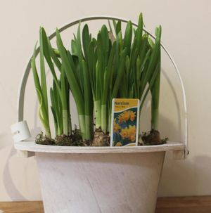 ASSEMBLAGE AU FIL DU TEMPS NARCISSE