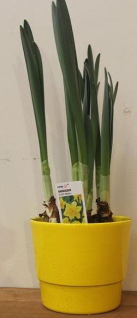 NARCISSE COLLECTION POT JAUNE