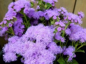 AGERATUM PRODUCTION BIO