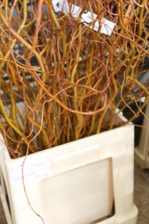BR. SALIX TORTUEUX ORANGE 60/90