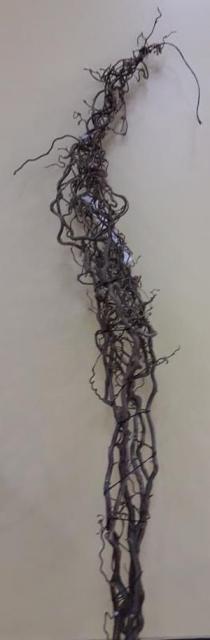 BR. CORYLUS 1M50.
