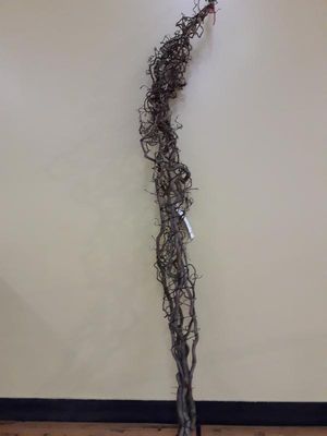 BR. CORYLUS 1M80