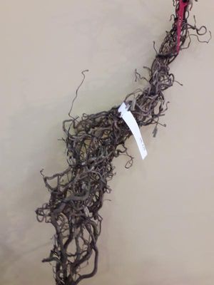 BR. CORYLUS 2M50