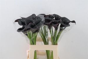CALLA CANTOR 60