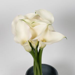 CALLA CAPT VENTURA(CREME) 80