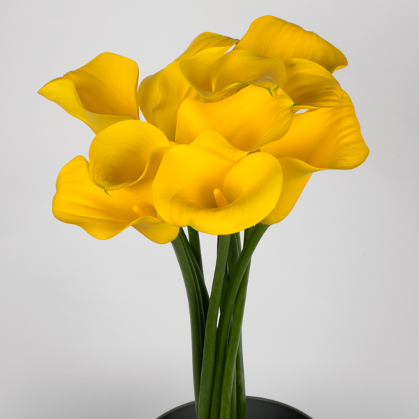 CALLA GOLDCUP 70
