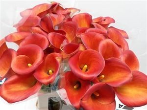 CALLA CAPT INDIRA 70