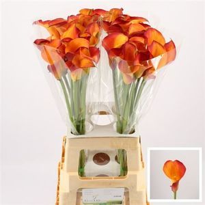CALLA ORANGE BEAUTY 80