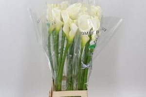 CALLA COLOMBE PAIX 70