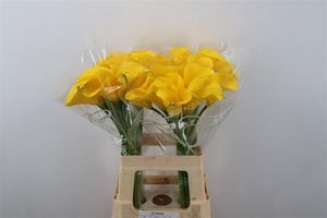 CALLA YELLOWEEN 80