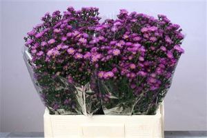 ASTER CIRINA DARK 80