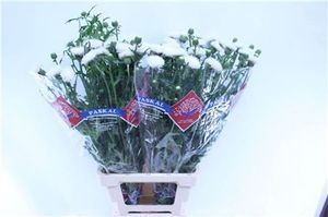 CIRSIUM JAP BLANC 85