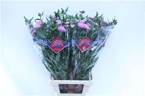 CIRSIUM JAP PINK BEA 80