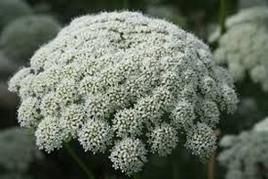 DILLE AMMI VISNAGA CASABLANCA 60