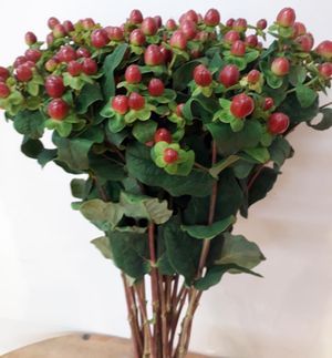 HYPERICUM MAG SEASONS brun 50