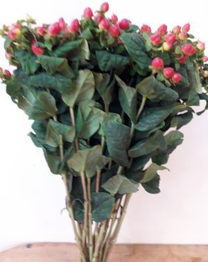 HYPERICUM MAG TRIUMPH ROUGE 60