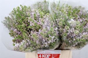 LILAS V LILA WONDER 40