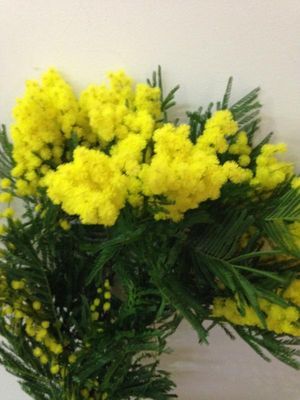 MIMOSA CHAUFFE 1KG