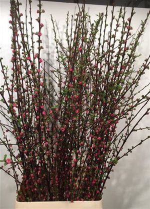 PRUNUS TRILOBA VERT 120