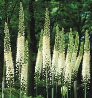 EREMURUS ROBUSTUS 90