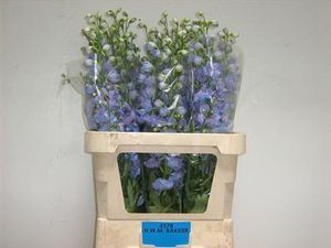 DELPHINIUM DELP STARLYS 90