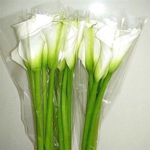 CALLA AVALANCHE 90