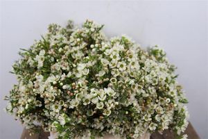 WAX ROMI ROSE CRYSTAL PEARL 40