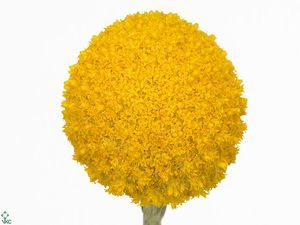 CRASPEDIA JAUNE