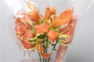 GLORIOSA SP STRIPE 20