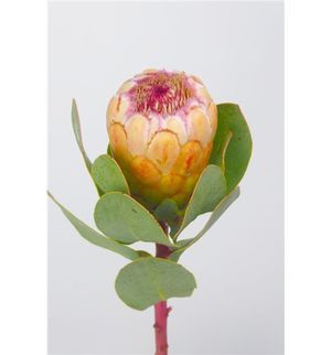 PROTEA GRANDICOLOR 50